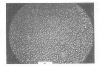 40%LC的PDLC在200倍顯微鏡下照片標尺為125微米